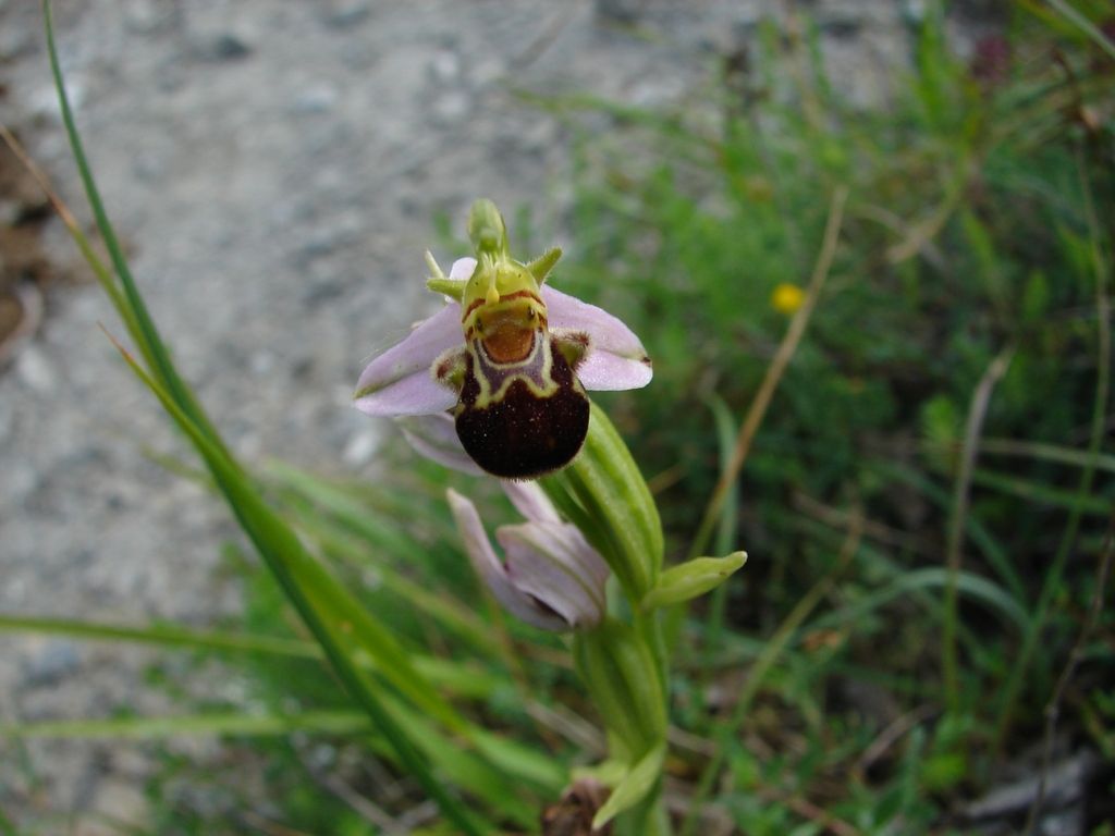 Orchidee appennino parmense